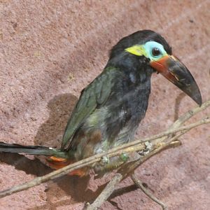 Guyana toucanet