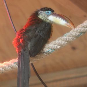 Curl-crested aracari