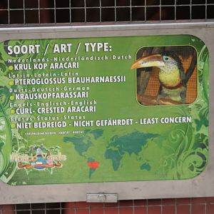 Sign Curl-crested aracari