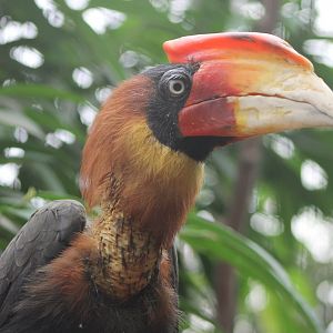 Rufous hornbill