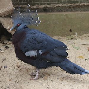 Victoria crowned pigeon