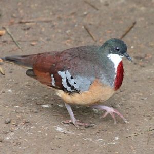 Bartlett's bleeding-heart