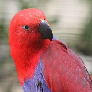 Eclectus parrot - female