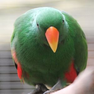 Eclectus parrot - male