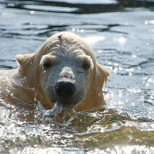Nanook, polar bear cub