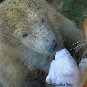 Nanook and the plush polar bear