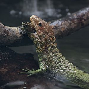 Caiman lizard frustration
