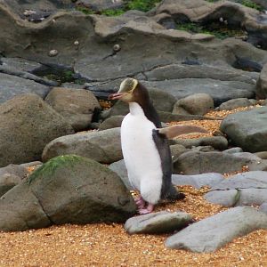 Yellow-eyed Penguin (Megadyptes antipodes)