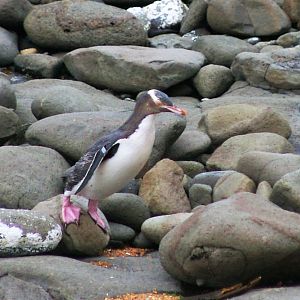 Yellow-eyed Penguin (Megadyptes antipodes)
