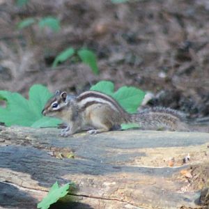 Siberian ground squirrel