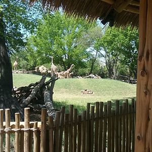 Giraffe feeding area