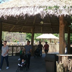 Giraffe feeding area again