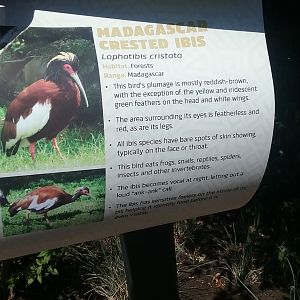 Aviary Sign 3