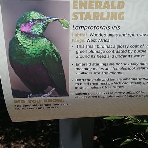 Aviary Sign 4