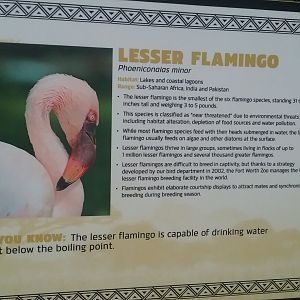 Flamingo 1