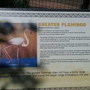 Flamingo 2