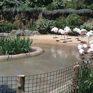 Flamingo pond