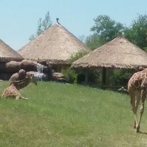 Giraffes