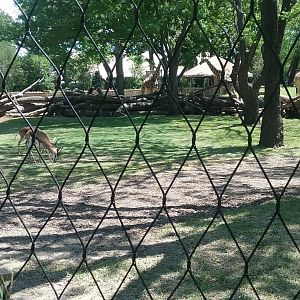 South African springbok