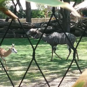 Springbok and Lesser Kudu