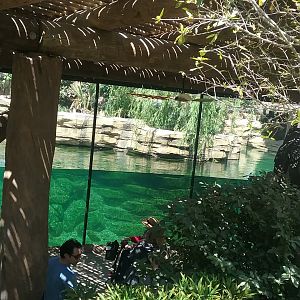 Underwater Viewing 1