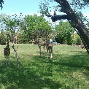 The aforementioned giraffes