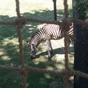 Grant's zebra