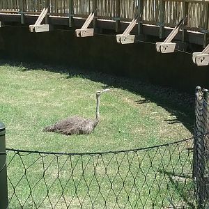 A lone ostrich