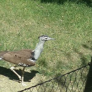 A male kori bustard