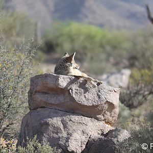 very relaxed coyote