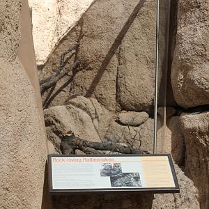 outdoor rattlesnake exhibit