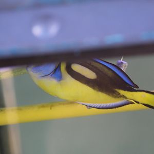 "Yellow-Bellied" Blue Tang