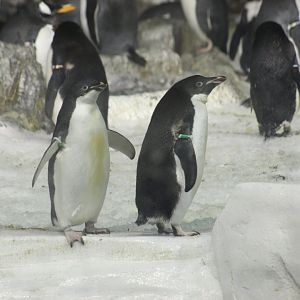 Adélie Penguins