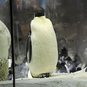Emperor Penguin