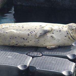 Pacific Harbor Seal