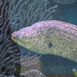 California Moray