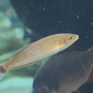 Oxyjulis californica and Embiotoca lateralis