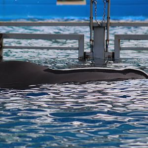 Short-Finned Pilot Whale