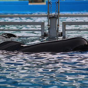 Short-Finned Pilot Whale
