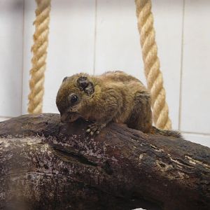 Swinhoe's striped squirrel