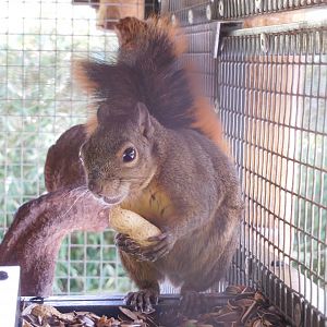 Hoffmann's red-tailed squirrel
