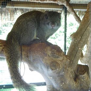 Perny's long-nosed squirrel