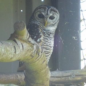 Chaco owl