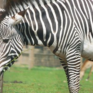 Female Grevy's Zebra