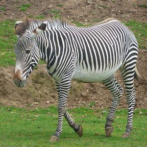 Female Grevy's Zebra
