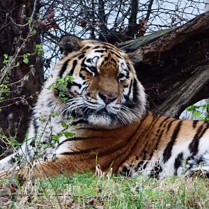 Amur Tiger