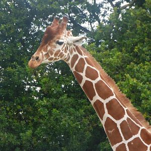 Reticulated Giraffe Bull
