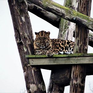 Amur Leopard