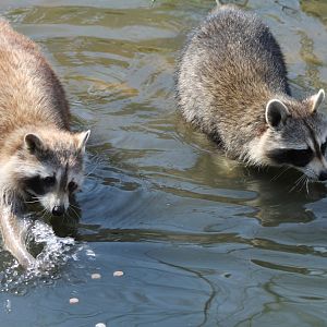 Raccoons