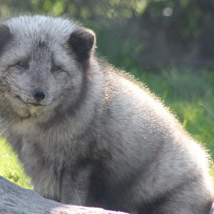 Arctic fox
